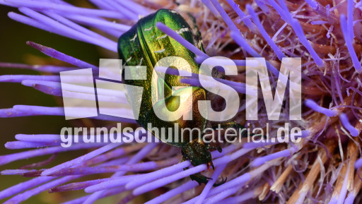 Goldglänzender Rosenkäfer (3).jpg